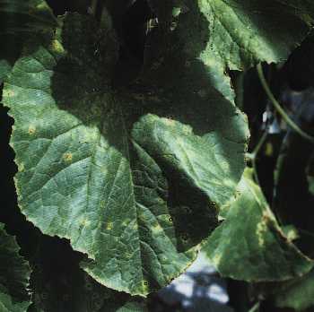 葉部における斑点細菌病の初期病徴