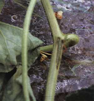 茎の初期病徴