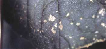 生育中期の下位葉の被害状況