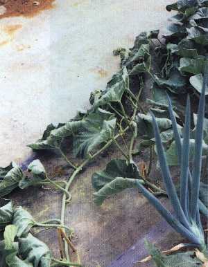 地上部の被害状況