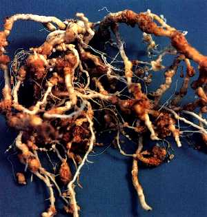 根部の被害状況