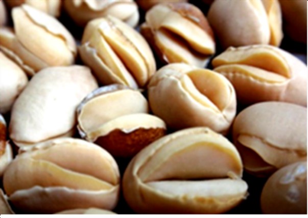 裂開した大豆子実の写真