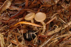 写真:コムギ雪腐大粒菌核病菌の子のう盤