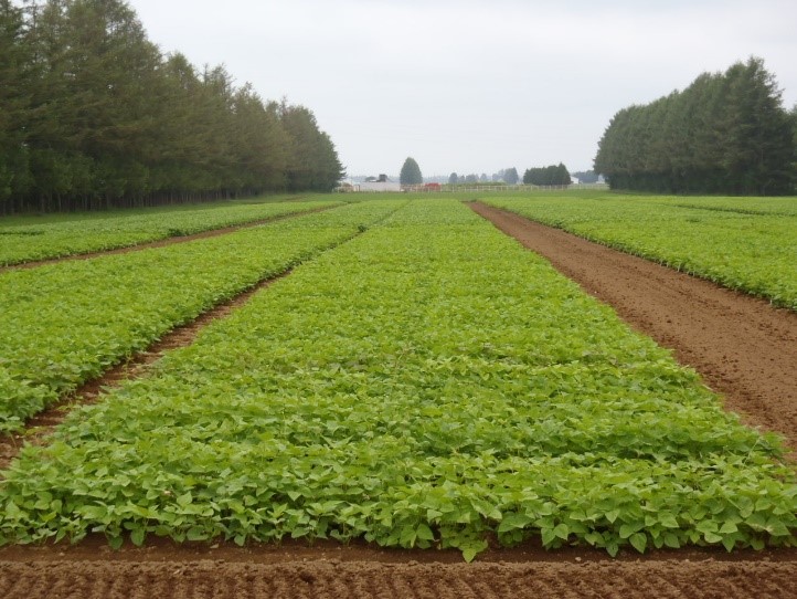 場内試験圃場の写真