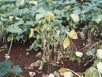 写真:落葉病にかかった個体