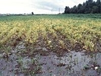 写真:茎疫病で葉が黄色くなったり枯れた小豆(手前の方)