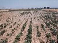 写真:萎凋病で半分以上枯れてしまった小豆畑