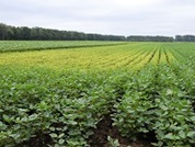 写真:SCNで莢が黄色くなった小豆畑