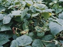 写真:茎葉に発生した炭そ病