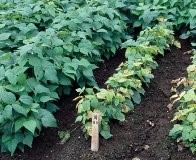 写真:黄化病が発生した金時と健全な金時