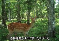 自動撮影カメラに写ったシカ.jpg