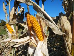 子実とうもろこし