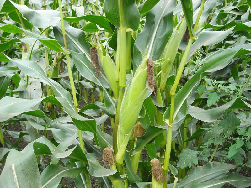 とうもろこし畑３