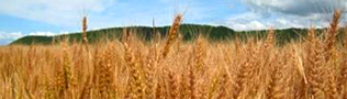 wheat