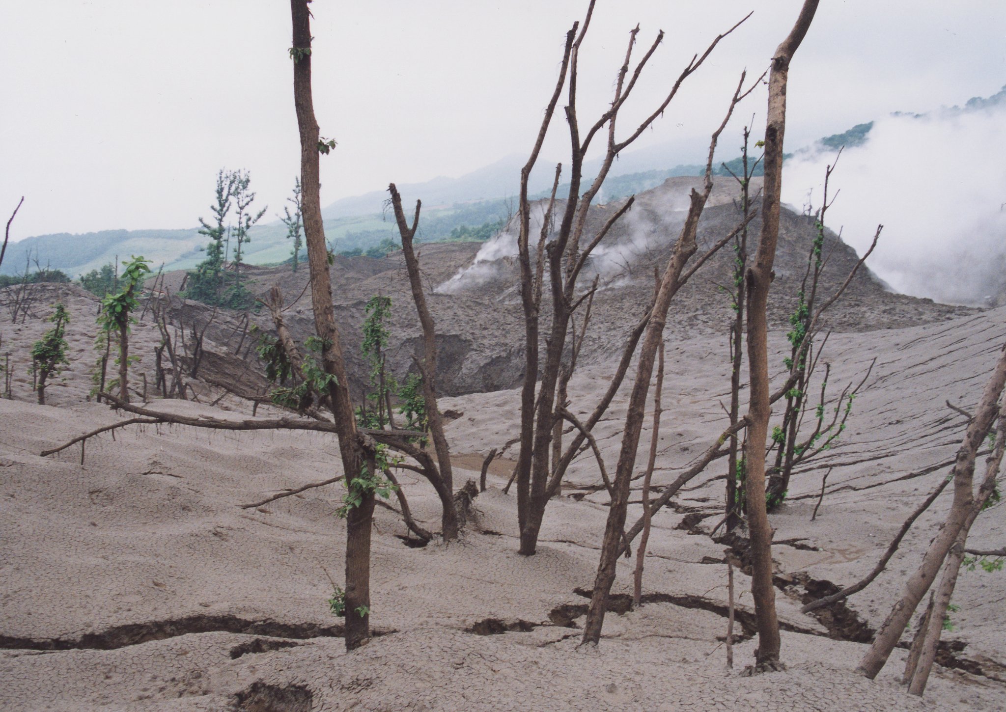 写真1 西山火口付近の激害林分