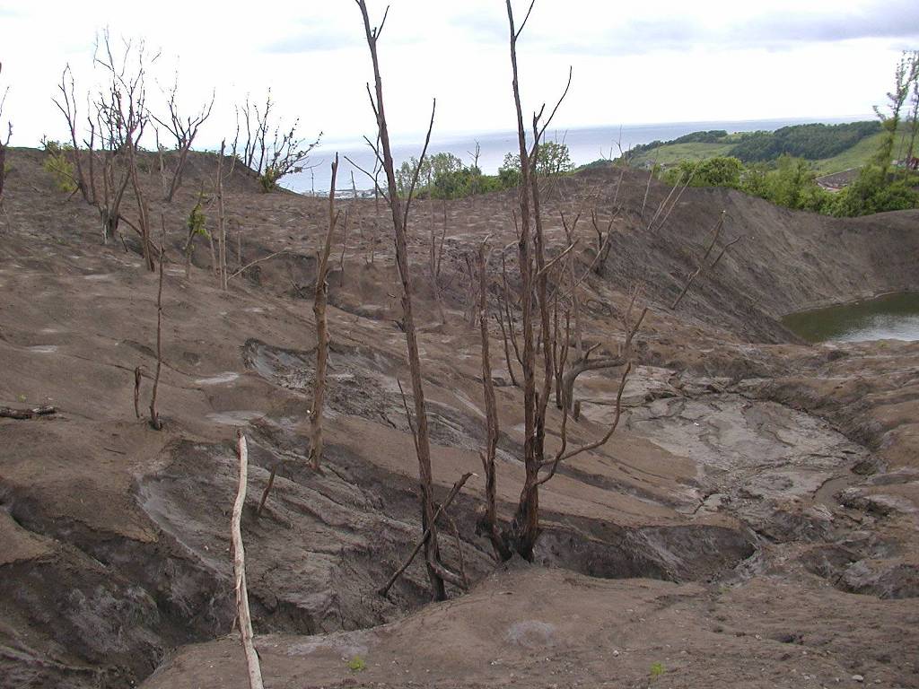 写真1 西山火口付近の樹木