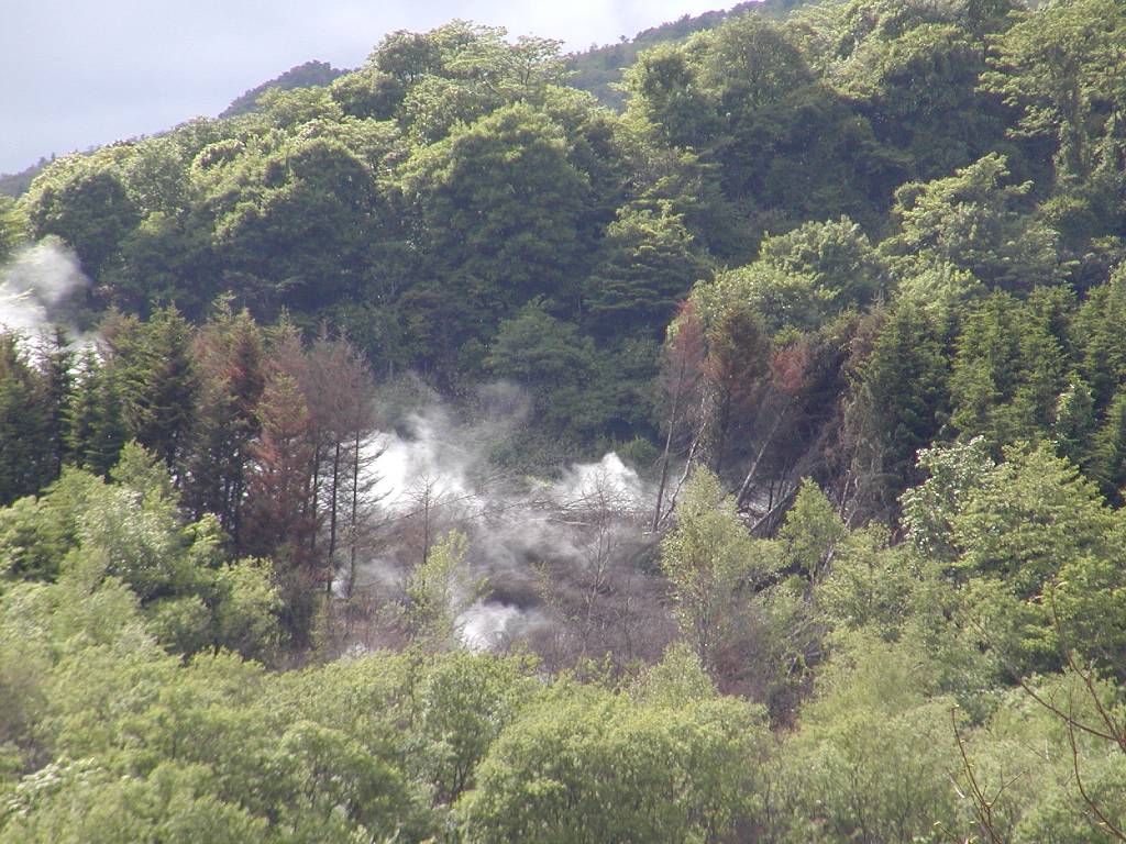 写真3 噴気によるトドマツ人工林倒壊