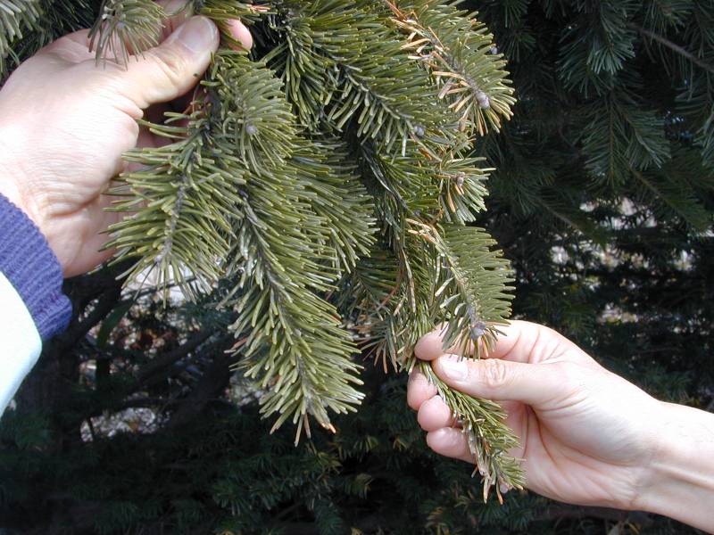 トドマツの葉にごく薄く灰が付着