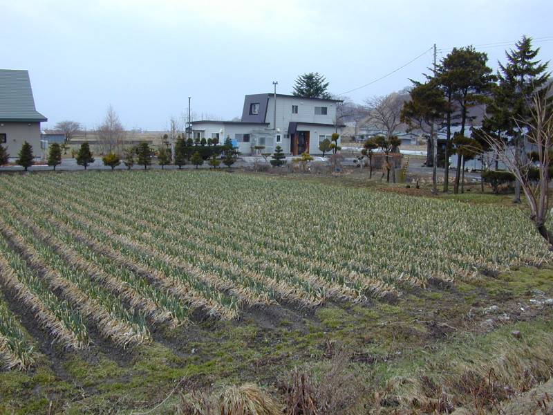 民家の庭木等に被害は見られない