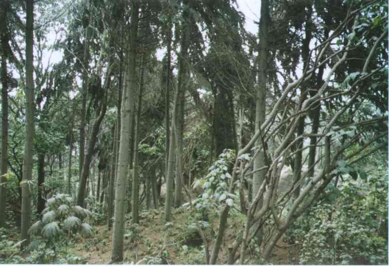 トドマツ激害林分その１