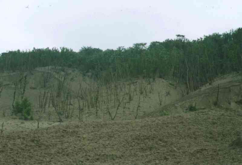 火口群内の激害林分その５