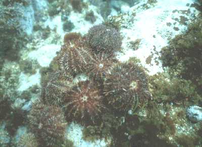 エゾバフンウニ1