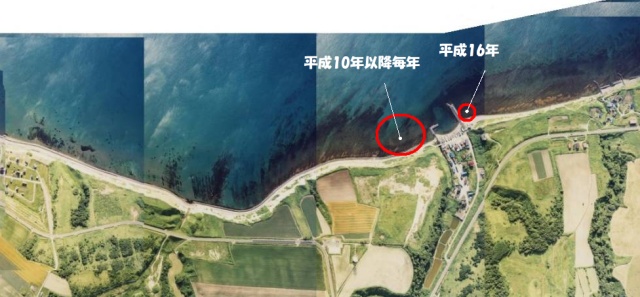 石狩地区ニシン産卵床4(石狩市厚田区嶺泊)