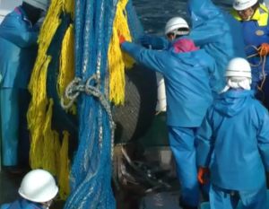 着底トロール網 着底トロール網