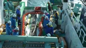 表中層トロール網 表中層トロール網