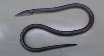 ダイナンウミヘビ写真1