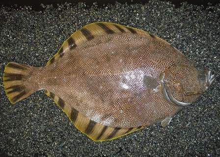 天然マツカワ標本の写真