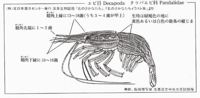 ホッカイエビ