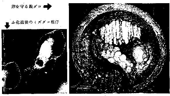 ふ化直後のミズダコ稚仔と卵を守る親ダコ