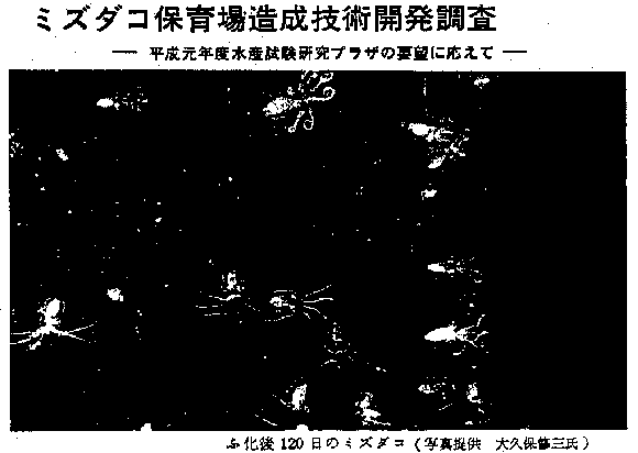 ふ化後120日のミズダコ