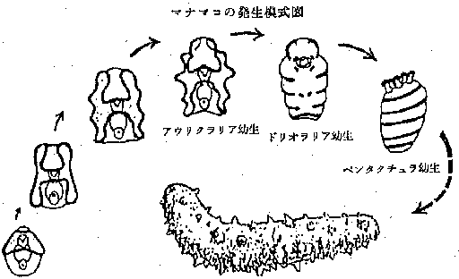 ナマナコの発生模方図