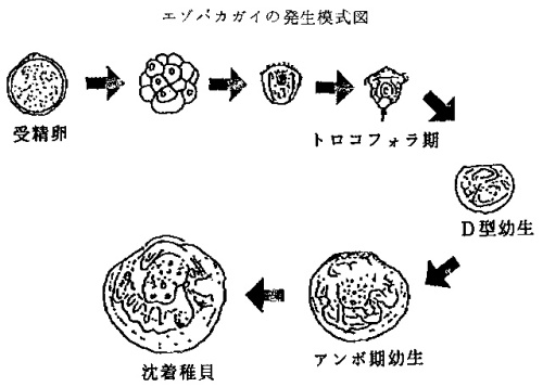 エゾバカガイの発生模式図