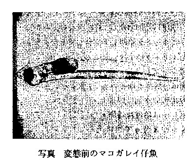 変態前のマコガレイ仔魚の写真