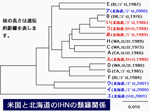 米国と北海道のIHNの類縁関係