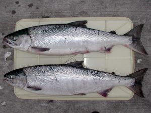 サケ(シロサケ)