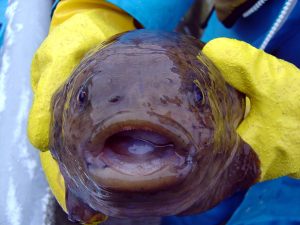 ホテイウオ(ごっこ)