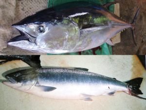 サケ(シロサケ)