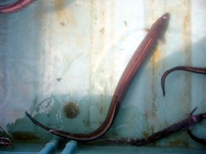 マアナゴ(はも)