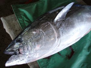 マグロ(クロマグロ)