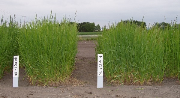 「フーレップ」(左)と「アイカップ」