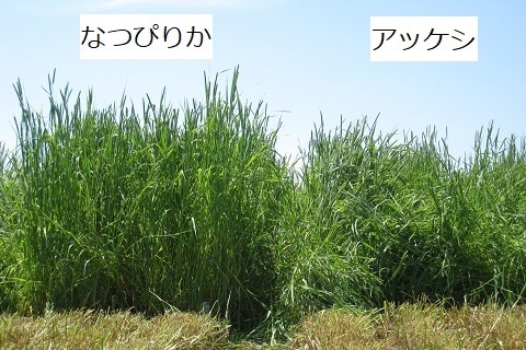 耐倒伏性検定試験(1番草刈取り時)