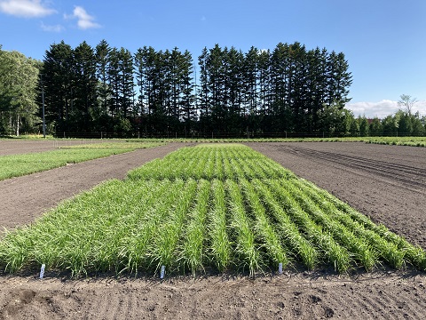 牧草（オーチャードグラス）試験圃場
