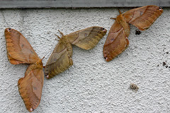 />
            <p>
写真8 照明に飛来した成虫。美唄、2007/9/3。
</p>
          </td>
<td>
</td>
        </tr>
      </table>
      <!-- 表写真終了 -->
      <!-- 表1 -->
      <table id=