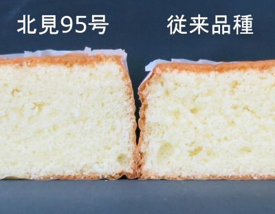 写真　「北見95号」と従来品種のスポンジケーキ