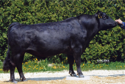 図１　北海道を代表する道産黒毛和種たね牛「勝早桜５」