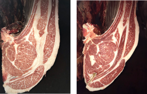 図2　（左）肉量肉質の能力が高い両親の子牛枝肉、（右）肉量肉質の能力が低い両親の子牛枝肉